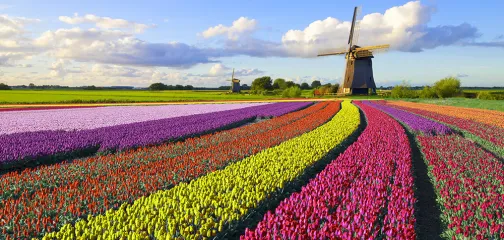 Tulips and Windmill stock photo Netherlands
